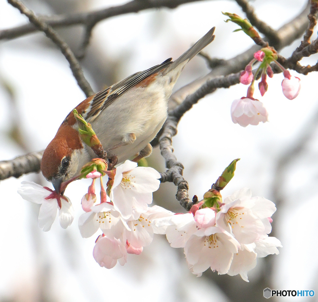 桜にニュウナイスズメ③