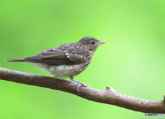 思い出のキビタキ若