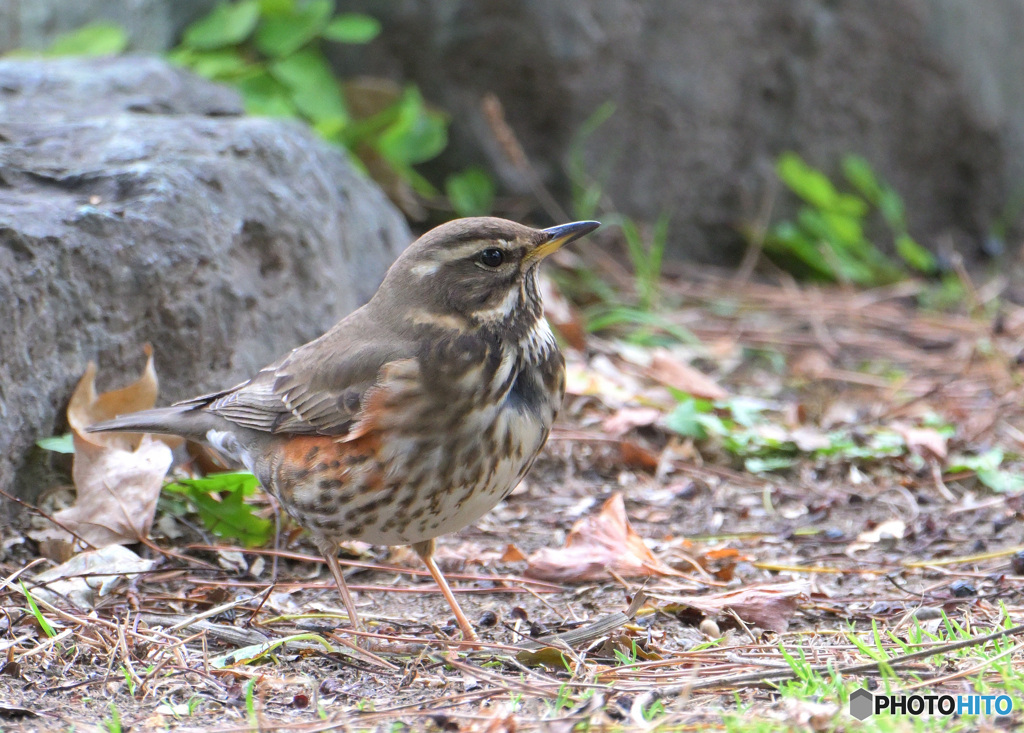 初めてのワキアカツグミ⑥