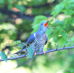 毛虫をパックン！