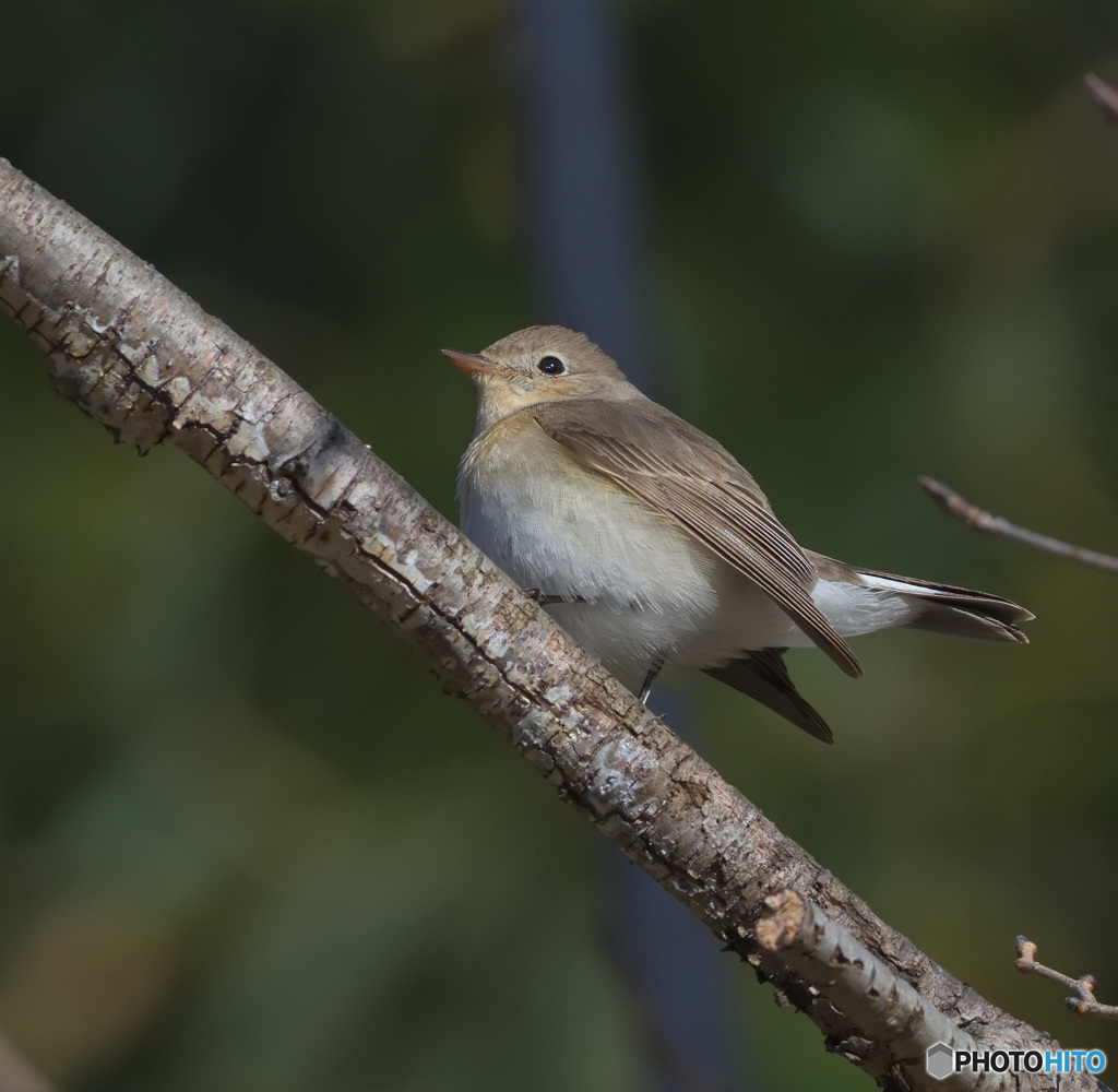 オジロビタキ2022③