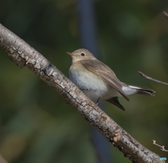 オジロビタキ2022③