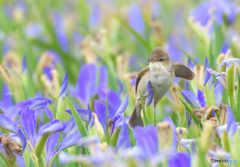 菖蒲にオオヨシキリ㊺