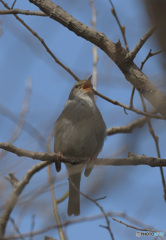 元気なウグイス