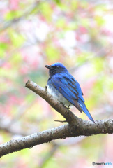 桜にオオルリ♂Ⅲ