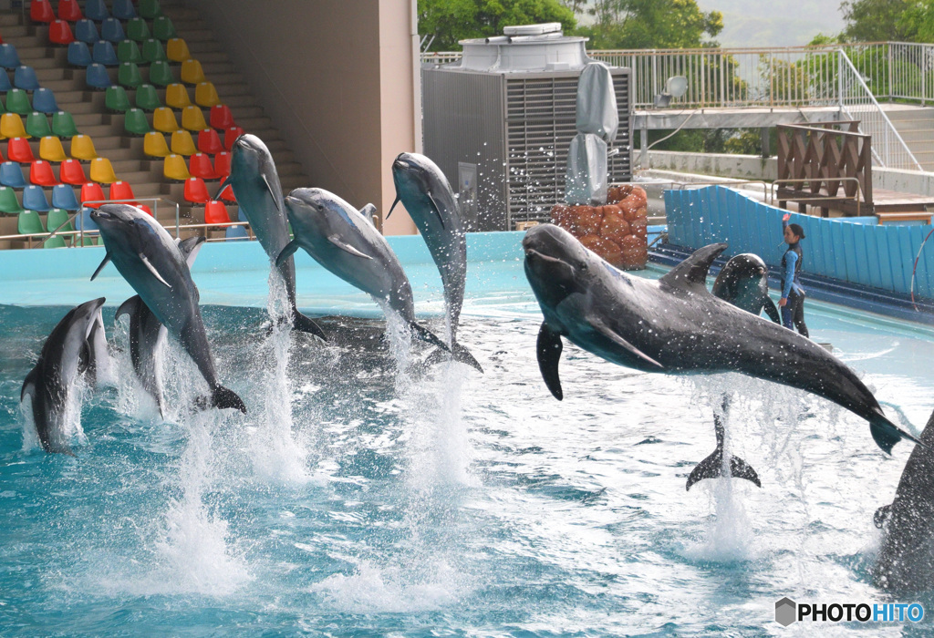 イルカショーの一コマⅡ