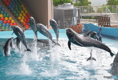 イルカショーの一コマⅡ
