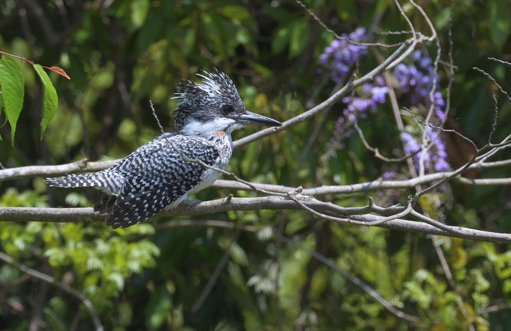 藤にヤマセミⅡ