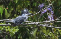 藤にヤマセミⅡ