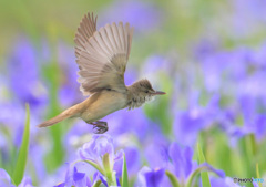 元気なオオヨシキリ