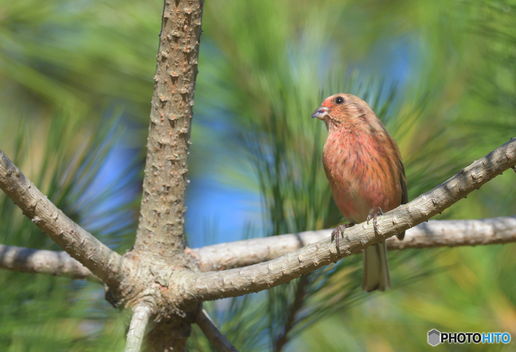 松にベニマシコⅡ