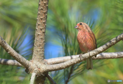 松にベニマシコⅡ