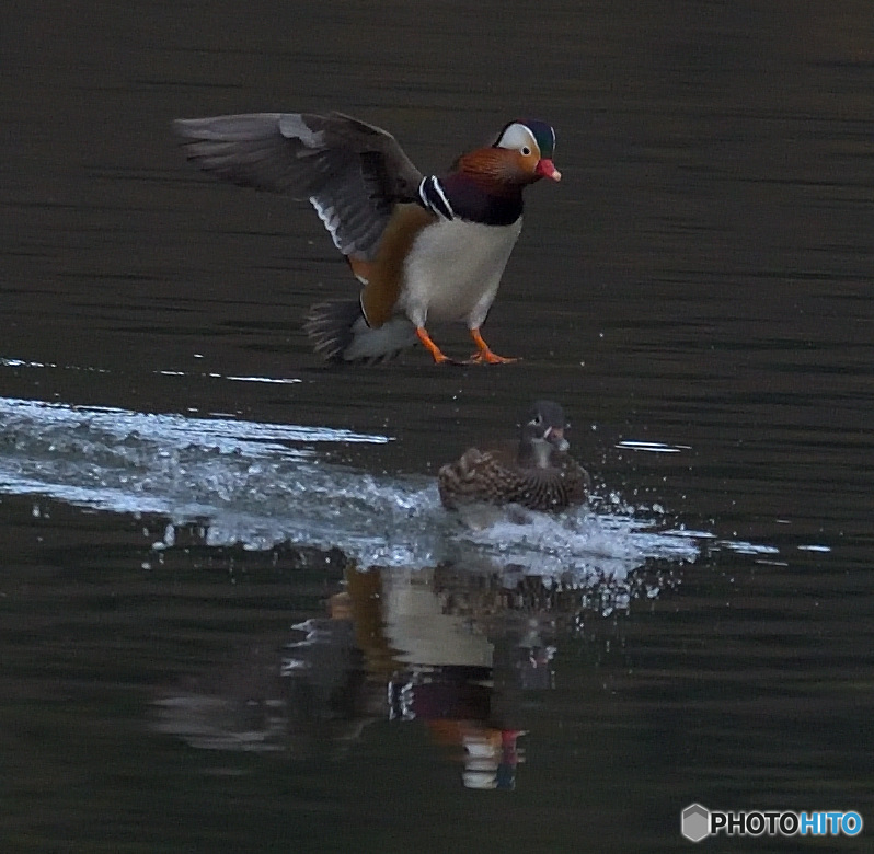 メスを目がけて！