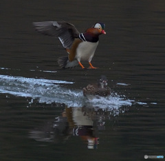 メスを目がけて！