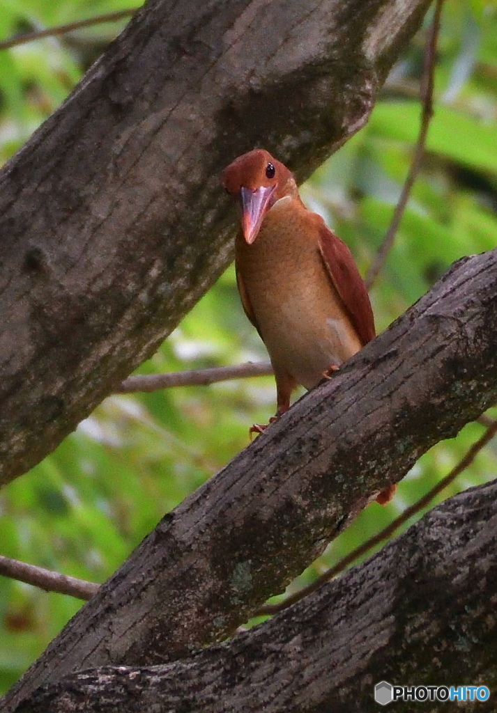 アカショウビンの若様Ⅲ