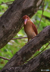 アカショウビンの若様Ⅲ