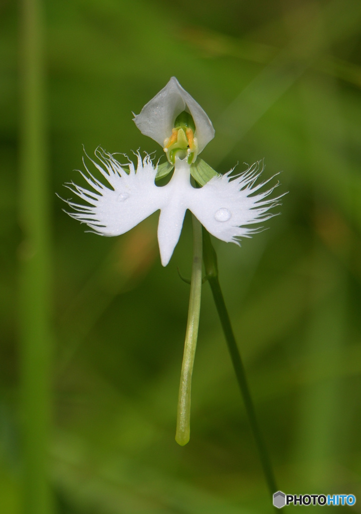 初めてのサギソウ