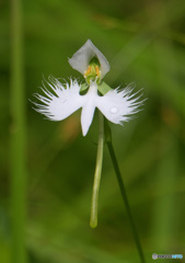 初めてのサギソウ