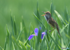 花菖蒲にオオヨシキリ⑫