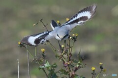 お花からの飛び出し