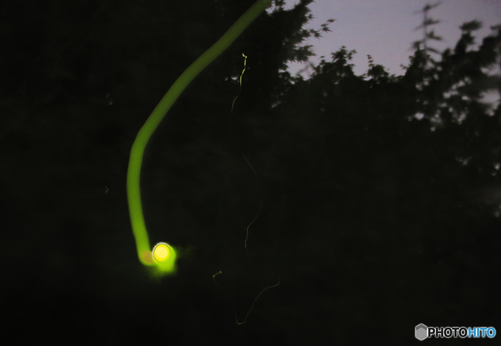 My first firefly