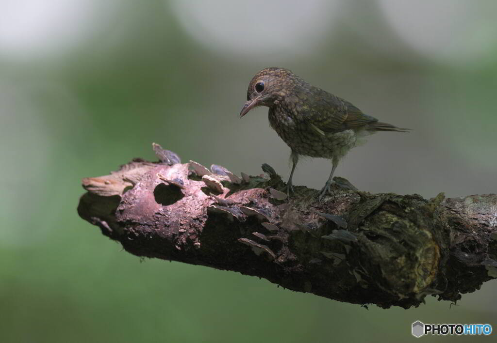オオルリの若♀④