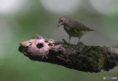 オオルリの若♀④