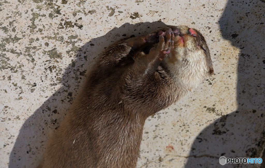 カワウソの祈り