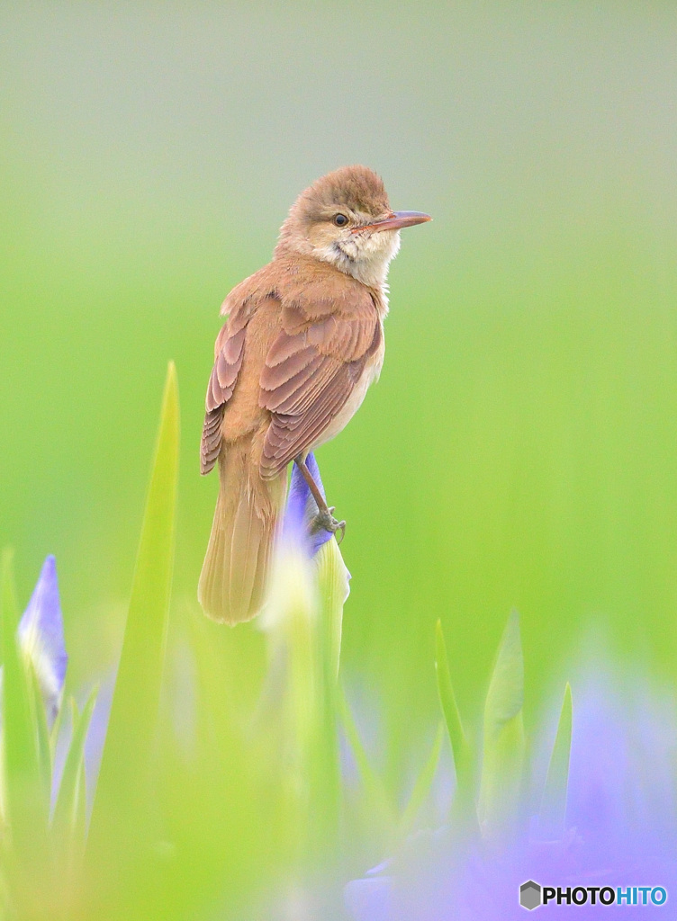 花菖蒲にオオヨシキリ⑫
