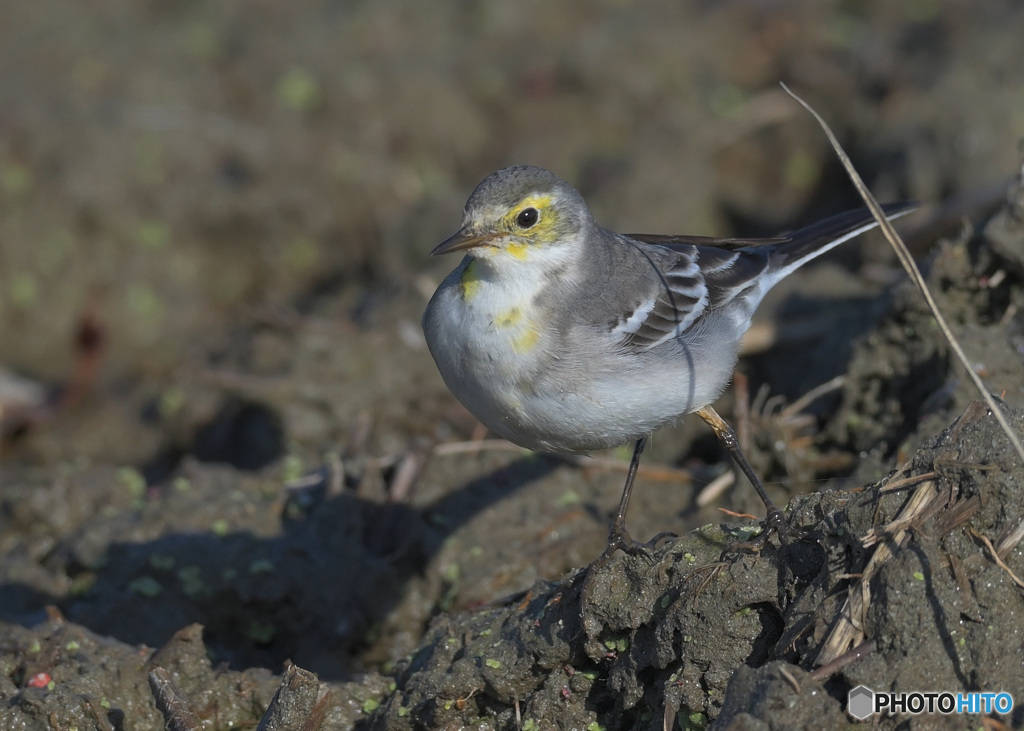 カメラ目線のキガシラセキレイ②