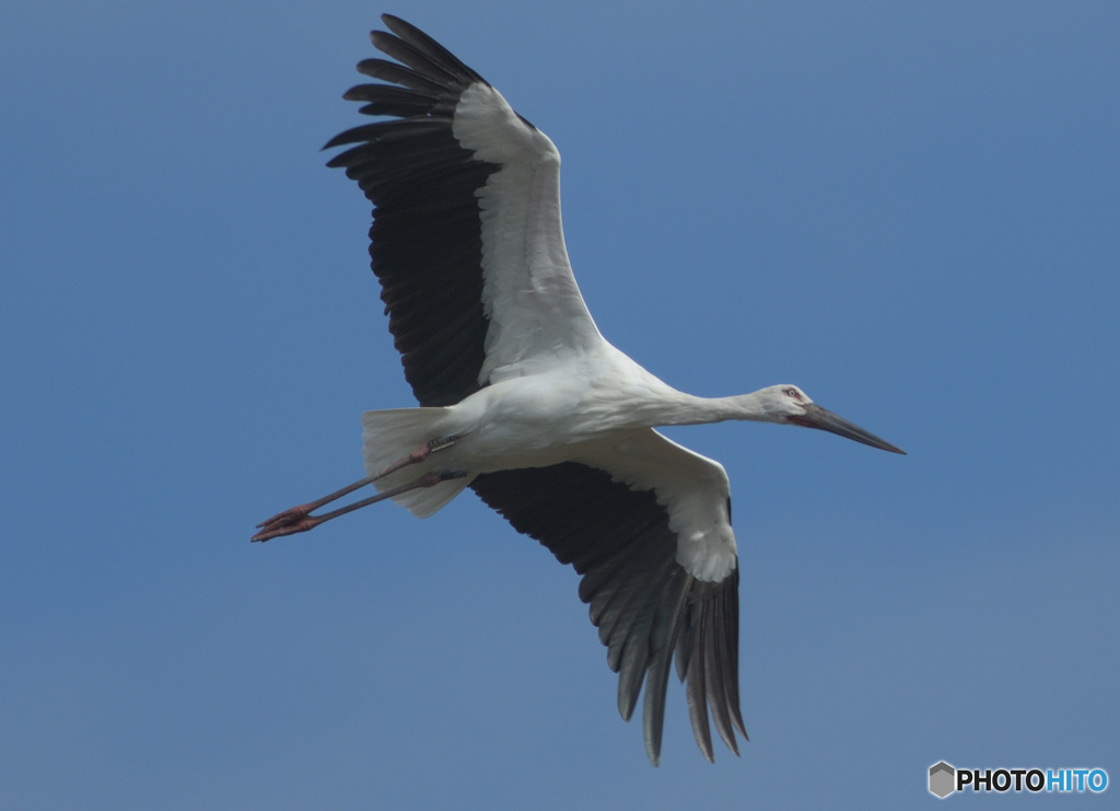 コウノトリの飛翔