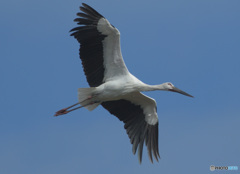 コウノトリの飛翔