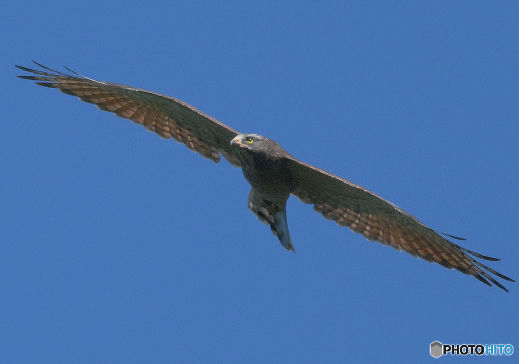 渡りのサシバ③