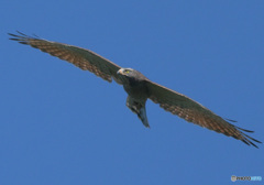 渡りのサシバ③