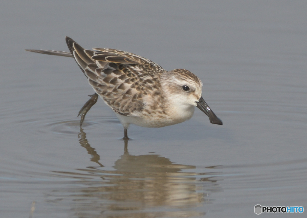 在庫のヘラシギさん