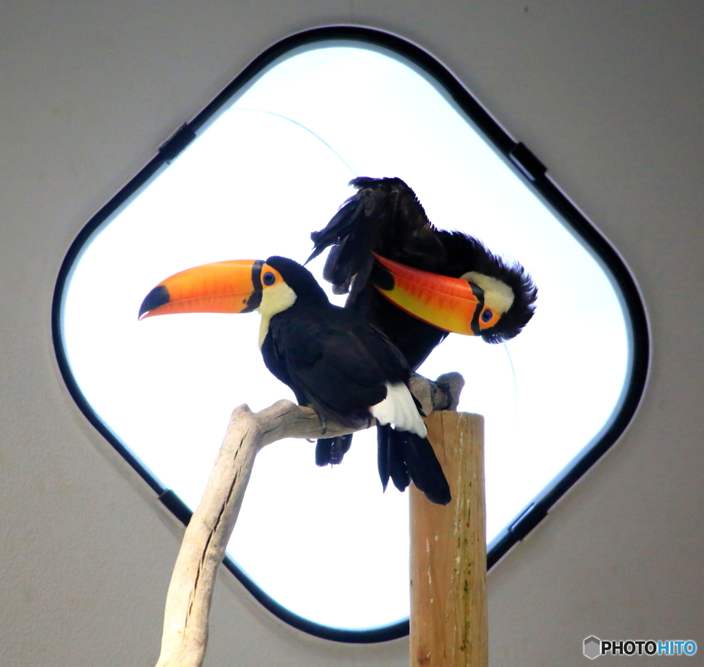 二羽のコンポジション