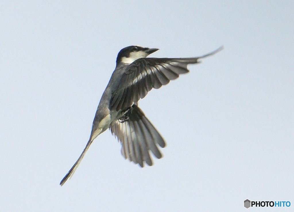 サンショウクイのホバリング
