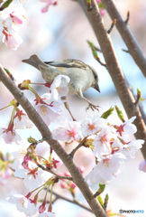 ひらりニュウナイさん