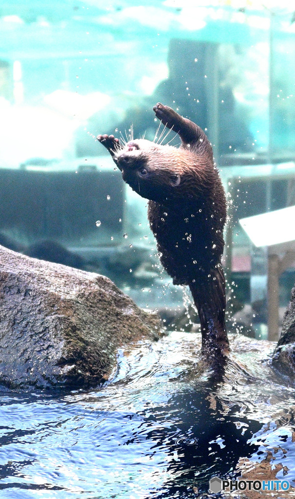 バク転カワウソ