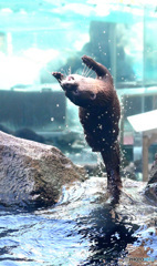 バク転カワウソ