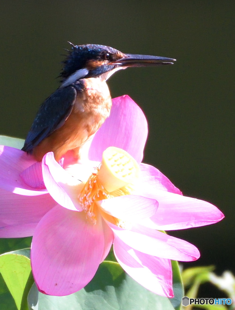 ピンク＆ブルー