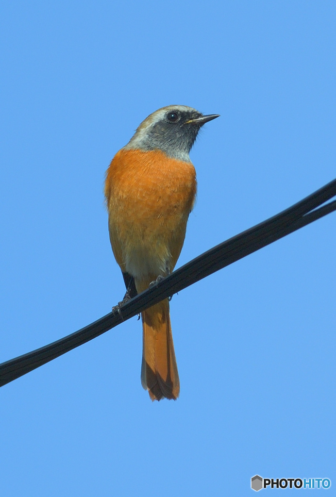 本日のジョウビタキ君