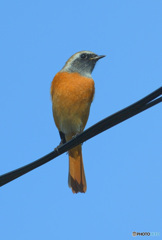 本日のジョウビタキ君