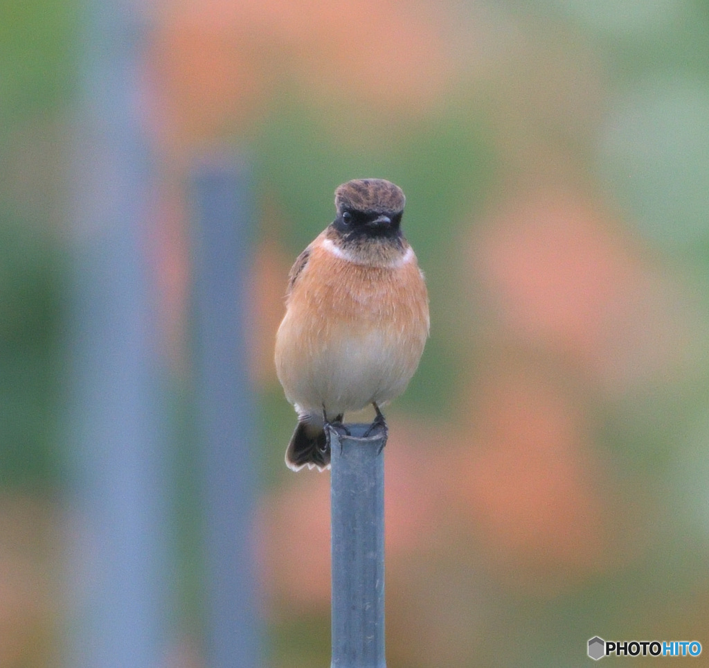 バラにノビタキ④