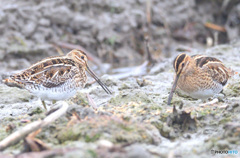 タシギをダブルで