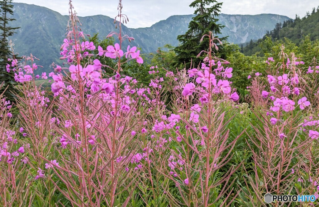 高山植物②