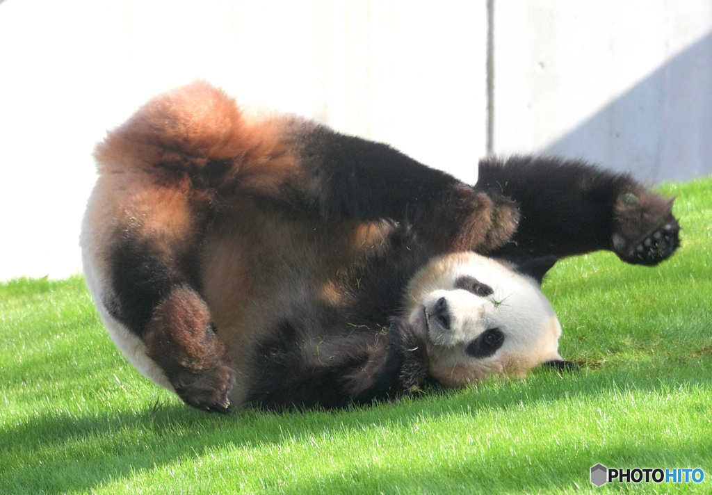 結浜のでんぐり返し