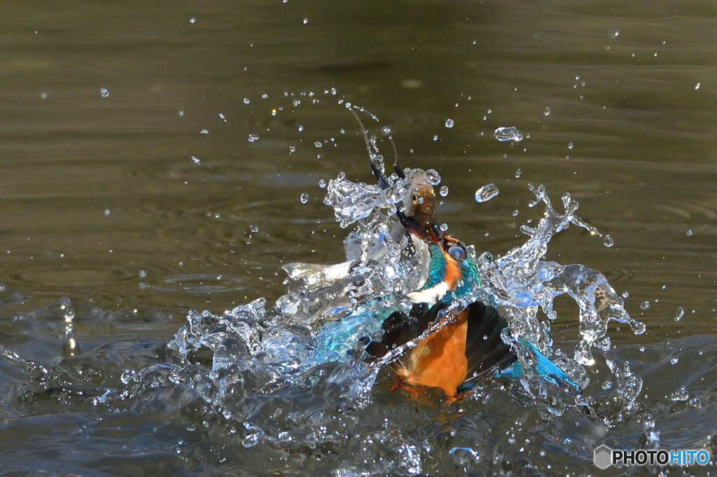 本日の「獲ったどぉ～！」