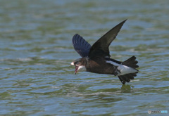 ハリオアマツバメ2022⑦ ハリオアマツバメ2022⑦