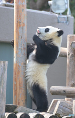 登りたいの